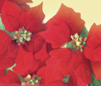 Christmas Flower Remembrance